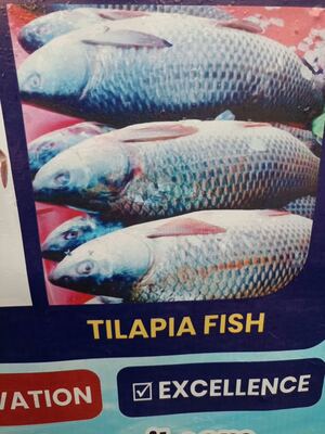 Frozen Tilapia Fish