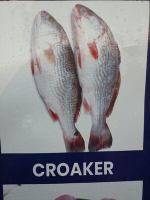 Frozen Croaker Fish
