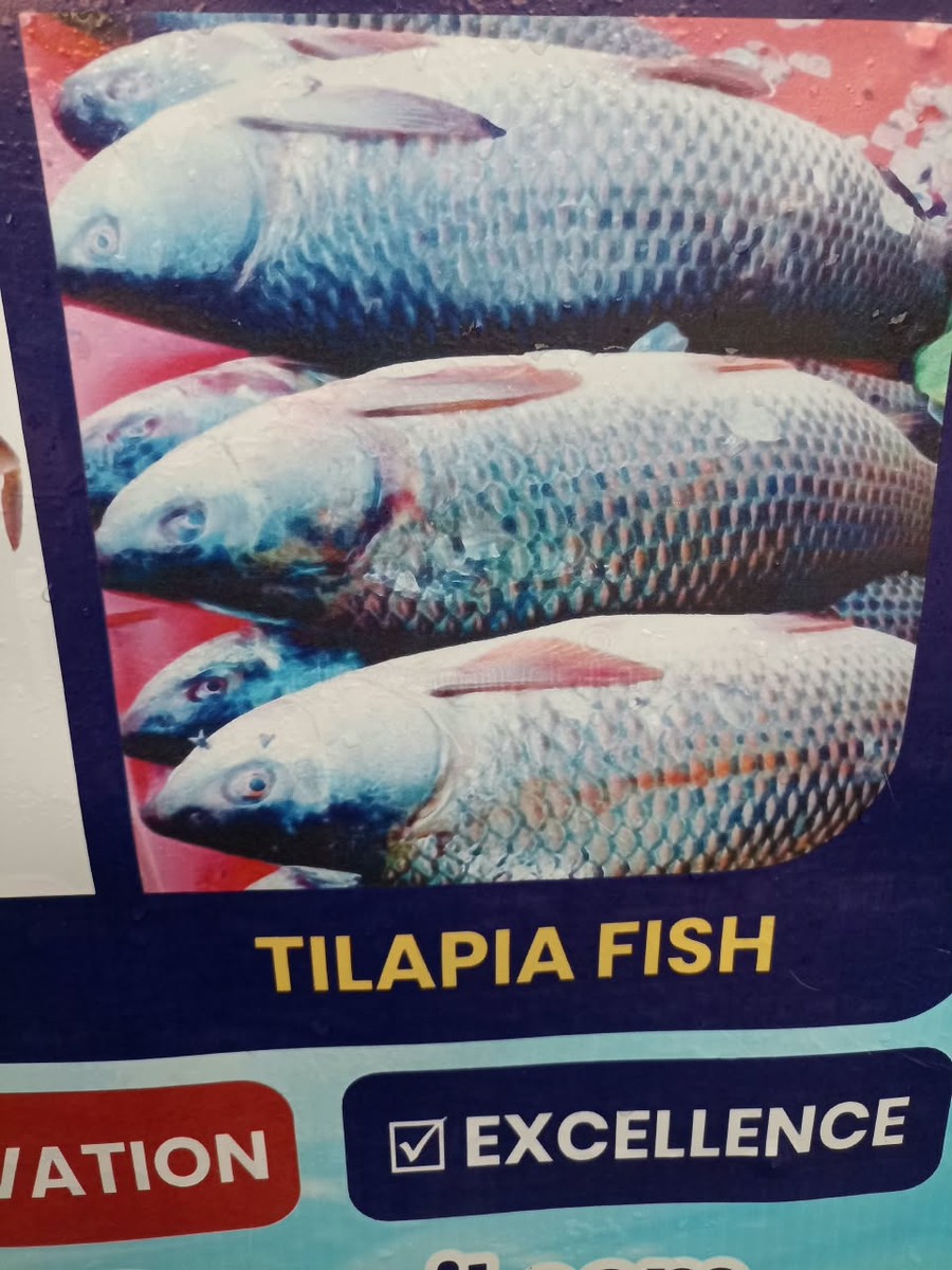 Frozen Tilapia Fish