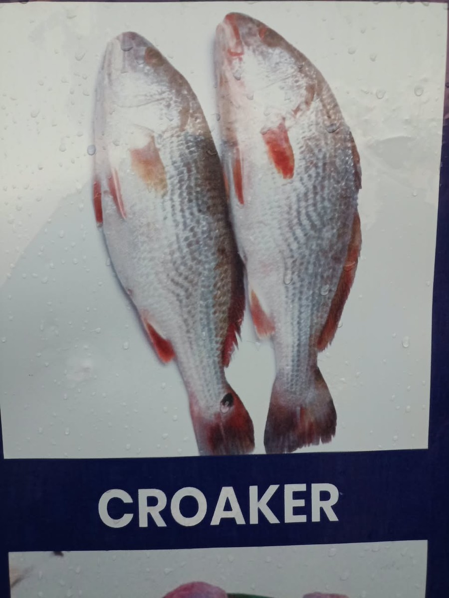 Frozen Croaker Fish