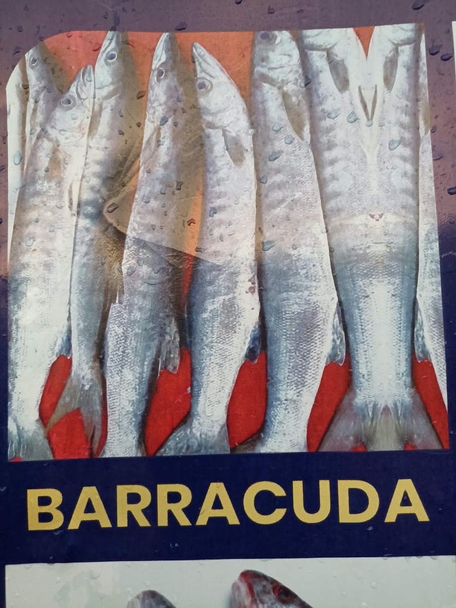Frozen Barracuda Fish