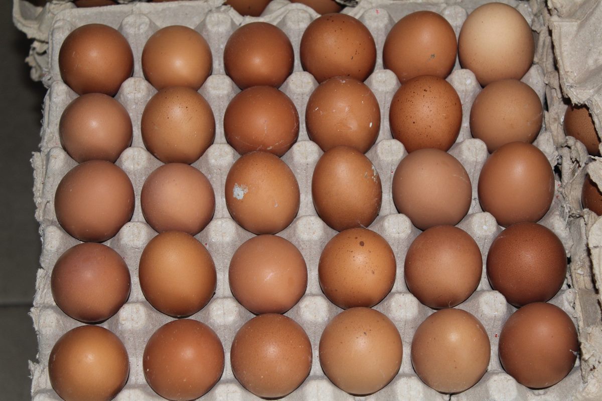 Fresh Eggs (Crate of 30)